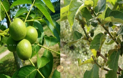 Phân biệt cây thuốc óc chó miền nam và cây gỗ óc chó 